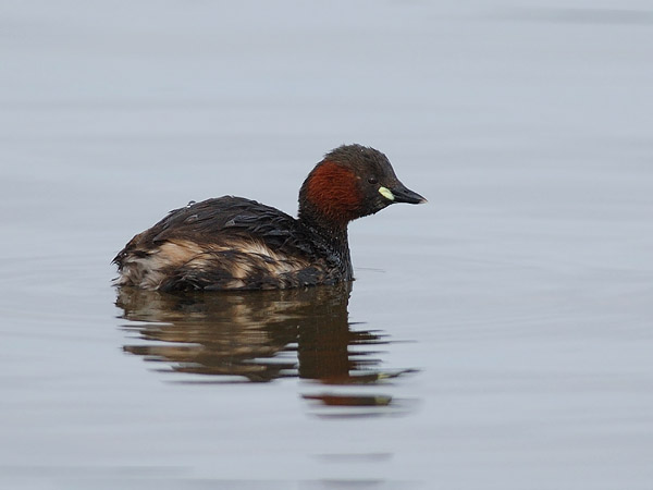 Pikku-uikku, Little Grebe, Tachybaptus ruficollis